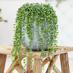 String of Pearls Live Plant, in Pot, Trailing Succulent Plant, Hanging Vine Live Indoor Houseplant