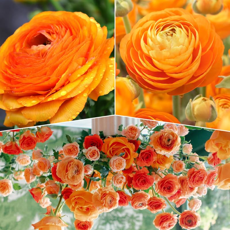 Pack of 30 Ranunculus Flowers Bulbs for Spring Planting, Ranunculus Bulbs for Planting, Spring Blooms Vibrant Perennial Bulbs for Garden Borders (Bright Orange)