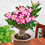 Light Pink Desert Rose Plant Live, 4-7" Tall, Adenium Obesum Well-Rooted Succulent for Indoor Outdoor Displays