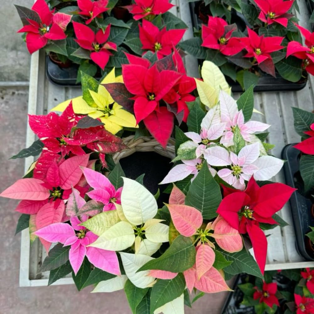 2 Poinsettia Plants Live, Assorted Poinsettia Flowers Christmas Decorations, Holiday Houseplant, Poinsettias Trees Plants, No Pot, 5-9" Tall