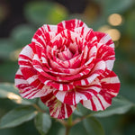 Fourth of July Climbing Rose Live Plant, 6 Months Old Starter, Fragrant Purple Climbing Roses for Planting Outdoor, No Pot