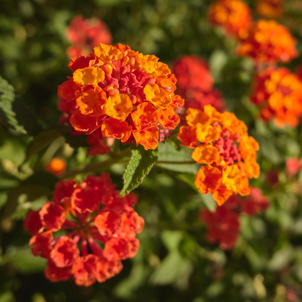 Set 4 Trailing Lantana Plants Live for Planting, Fragrant Lantana Live Plant to Grow Indoor Outdoor, Lantana Flowers Perennial, 4-8" Tall (Orange Lantana)