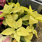 2 Poinsettia Plants Live, Green Poinsettia Flowers Christmas Decorations, Holiday Houseplant, Poinsettias Trees Plants, No Pot, 5-9" Tall