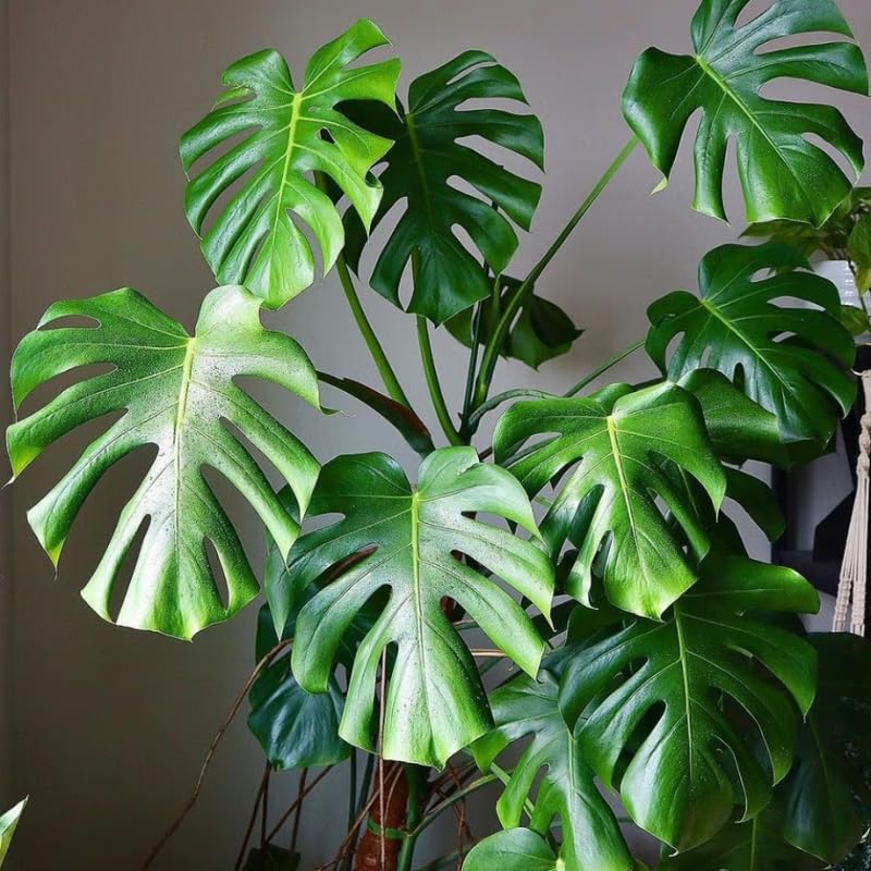 Monstera Plant Live, Rare Tropical Philodendron Indoor Live Plant, Low Maintenance Houseplant 4-8 Inches (Deliciosa Monstera)