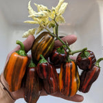 Set 4 Assorted Pepper Live Plants, 90 Days Old Super Pepper Live Plant for Summer Planting (Candy Cane Chocolate Cherry)
