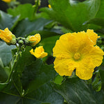 Luffa Plants Live, Live Luffa Plants, 02 Plants in 4 Inch Pot, Luffa Gourd Plant, Loofah Plant Live Indoor Outdoor