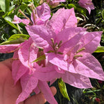 2 Light Purple Bougainvillea Plants Live, Flowering Bougainvillea Vine for Outdoor Garden or Trellis, 5-9 Inch Tall, Very Hardy