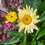 Yellow Daisy Plant, 2-5" Daisies Flower Starter Plant, Hardy Flowering Daisy Plants, Perennial Daisies Plants for Garden, Containers, Rooted in Soil, No Pot