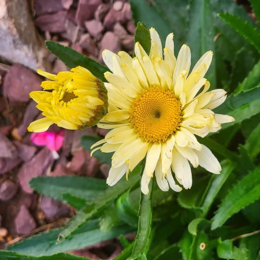 Yellow Daisy Plant, 2-5" Daisies Flower Starter Plant, Hardy Flowering Daisy Plants, Perennial Daisies Plants for Garden, Containers, Rooted in Soil, No Pot