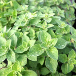 2 Mexican Cuban Oregano Plants Live, 4-6" Tall Spanish Thyme Mexican Mint for Indoor Outdoor Growing