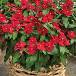 3 Random Vinca Flower Plants, Minor Periwinkle Live Plants for Outdoor Planting, Bloom in 4 Inches Pot, Can Grow as Trailling Plant
