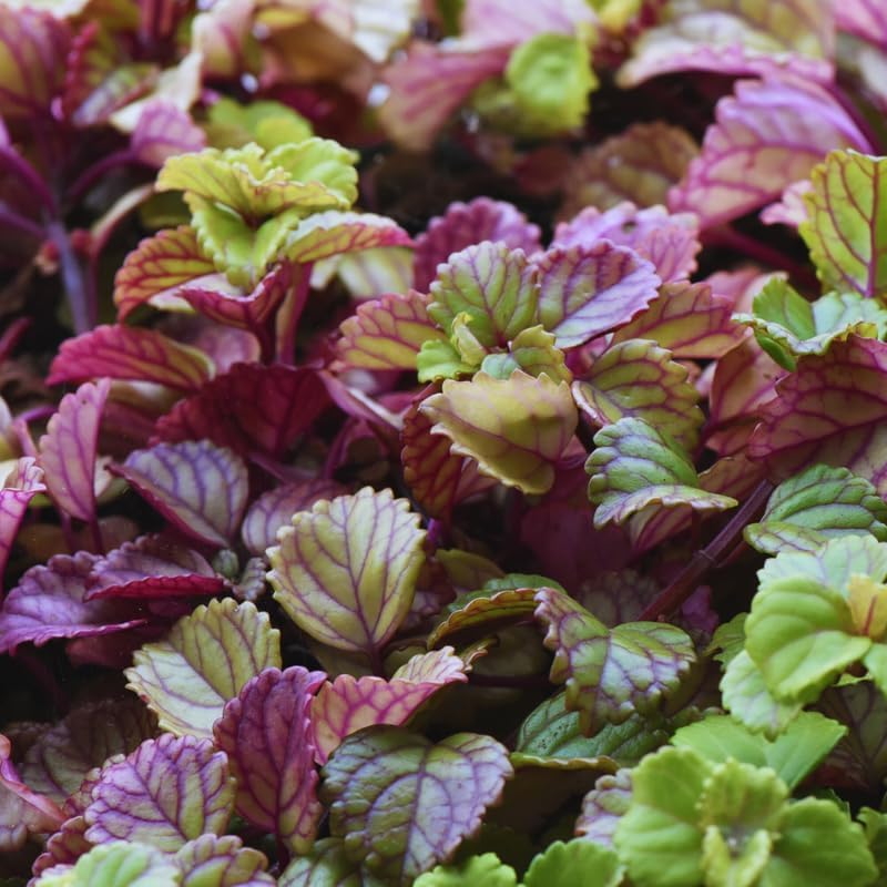 1 Pot Plectranthus Swedish Ivy Plant Live for Planting, 2 Starter Plants Per Pot, Swedish Ivy Mint Herb Plants, Live Swedish Ivy Houseplants (Purple Swedish Ivy)
