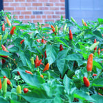 Set 2 Pequin Pepper Chili Plants, 120 Days Old, Hot Red Pepper Plant, Live Peppers for Planting Indoor, Outdoor