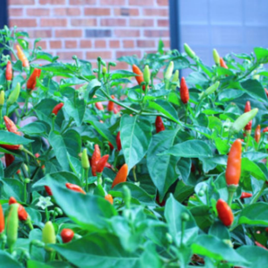 Set 2 Pequin Pepper Chili Plants, 120 Days Old, Hot Red Pepper Plant, Live Peppers for Planting Indoor, Outdoor