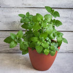 Mint Herb Plant Live, Well Rooted Mint Plants for Growing Indoor Outdoor 4-7 Inches - Peppermint