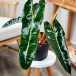 Variegated Philodendron Live Plant, Rare Indoor Houseplant Live Well Rooted 5-7 Inches, Container Growing, Home Office Decor (Long Leaves Philodendron)