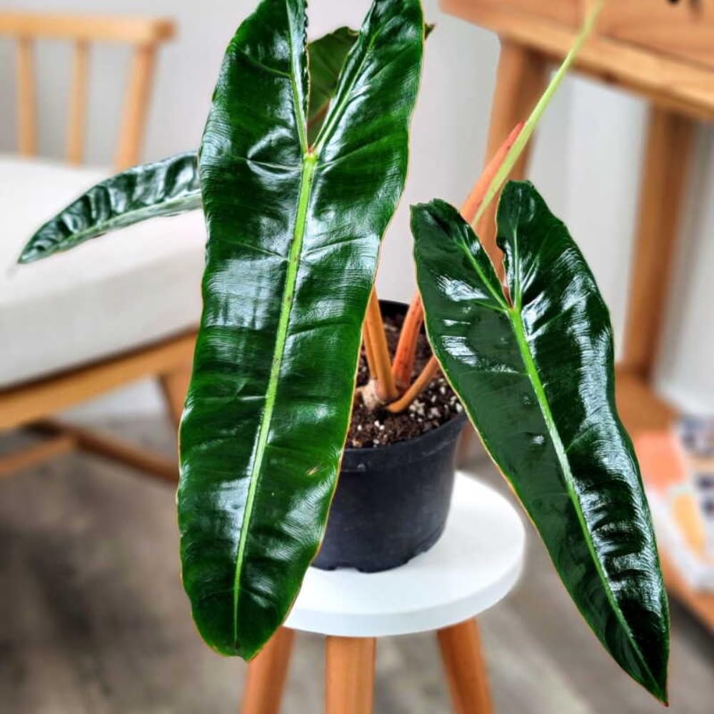 Variegated Philodendron Live Plant, Rare Indoor Houseplant Live Well Rooted 5-7 Inches, Container Growing, Home Office Decor (Long Leaves Philodendron)