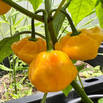 Pack 2 Pepper Plants Live, 80 Days Old Live Pepper Green for Growing, Chili Peppers for Planting, 5 to 9 Inc Tall (Yellow Jamaican Scoth Bonnet Pepper)