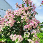 2 Apple Blossom Bougainvillea Plants Live, Flowering Bougainvillea Vine for Outdoor Garden or Trellis, 5-9 Inch Tall, Very Hardy