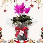2 Pink Cyclamen Plants Live in 4" Pot, Already Bloom in Vibrant Color, Easy to Care for Indoor or Garden Flowering Houseplant