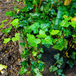 English Ivy Live Plant, 1 Pot English Ivy Vines, Perennial Climbing Ivy for Garden, Trellis, Containers