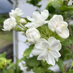 Set 3 of Maid of Orleans Jasmine Plant Live Indoor 4 to 7 Inc Long, Climbing Jasmine Live Plant