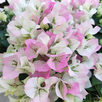 2 Apple Blossom Bougainvillea Plants Live, Flowering Bougainvillea Vine for Outdoor Garden or Trellis, 5-9 Inch Tall, Very Hardy