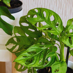 Live Monstera Plant Pot, Set 4 Plants, Monstera Live Plants Indoor, 3 to 5 Inches Tall, Monstera Plant Live Starter Plants