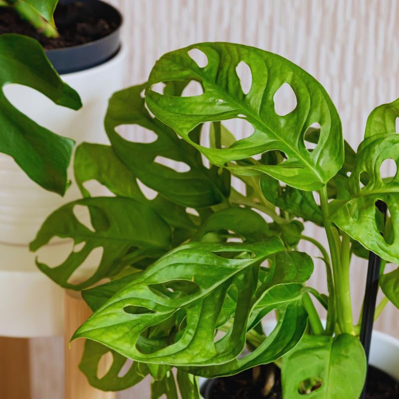 Live Monstera Plant Pot, Set 4 Plants, Monstera Live Plants Indoor, 3 to 5 Inches Tall, Monstera Plant Live Starter Plants