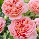 Rose Plant Live for Planting, Bareroot 6-10 Inch Tall, Climbing Vine Bush Shrub for Flowering (Apricot Pink Rose)
