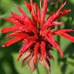 2 Red Bee Balm Plants Live, Perennial Garden Plugs 2-5" Tall, Red Flowers for Outdoor Planting