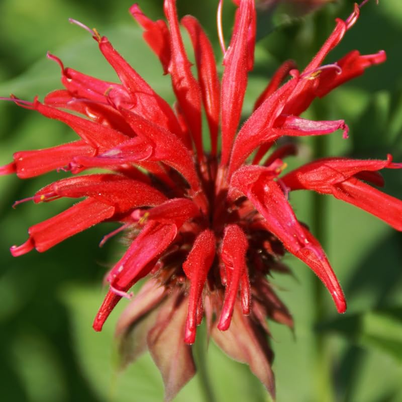 3 Red Bee Balm Live Plants, Hardy Perennial Bee Balm Plants Ready to Grow Home Garden