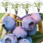 3 Most Sweet of Southern Highbush Blueberry Bushes Seedlings, High-Yield Blueberry Trees Live Plants, 6 Months Old, Starter 3-6" in Tall, Cold Hardy Zones 4-7