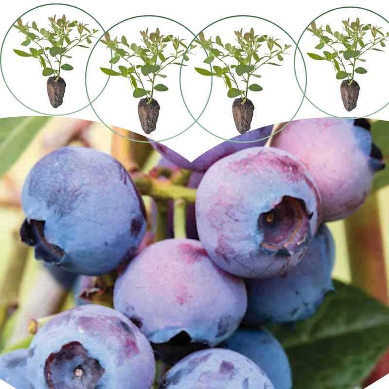 3 Most Sweet of Southern Highbush Blueberry Bushes Seedlings, High-Yield Blueberry Trees Live Plants, 6 Months Old, Starter 3-6" in Tall, Cold Hardy Zones 4-7