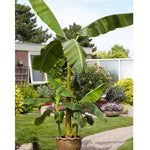 Basjoo Banana Plant Live, 4-6" Tall Well-Rooted for Indoor Tropical Displays, Cold Hardy Banana Fruit Tree