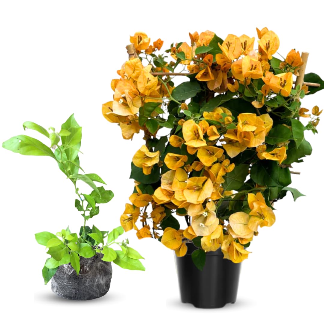 Combo 2 Bougainvillea Plants Live Trees, Outdoor Bougainvillea Plant for Trailing Flowering Vines or Bush Tree, 5-10” Tall, Well-Rooted Bougainvillea Yellow