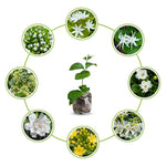 2 Random Jasmine Plants Live, Climbing Jasmine Indoor Outdoor Live, Fragrant, 5-9" in Tall, No Pot, Hardy and Fast-Growing