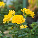 Rose Plant Live, Rose Bush Live Plant, Fragrant Flowers Ready to Plant, 5-9 Inch Height, Well-Rooted, No Pot (Yellow Rose)