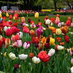 25 Tulip Bulbs for Spring Planting, Large Tulip Bulbs for Fall Planting, Flower Bulbs Garden Indoor Outdoor (Mix)