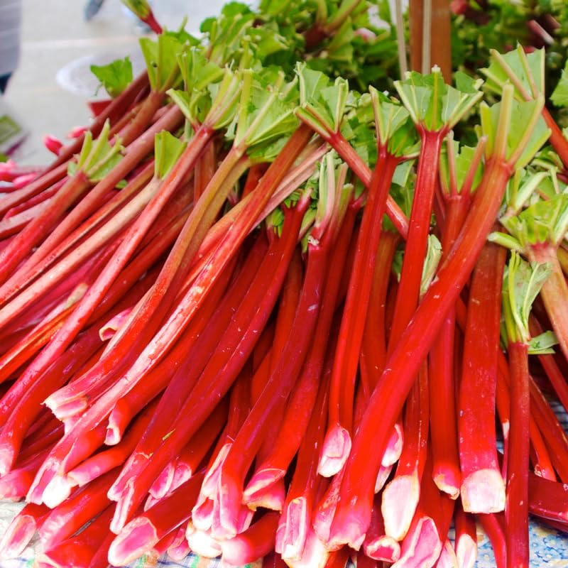 Lot of 5 Rhubarb Plants Live for Planting, Victoria Rhubarb Roots, Rhubarb Stalks, Hardy Perennial Vegetable