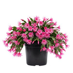 Easter Cactus Plant Live, Pink Easter Cactus, 2 Inches Pot, 3-5 Inches Tall, Indoor Flowering Succulent for Homes, Offices and Container