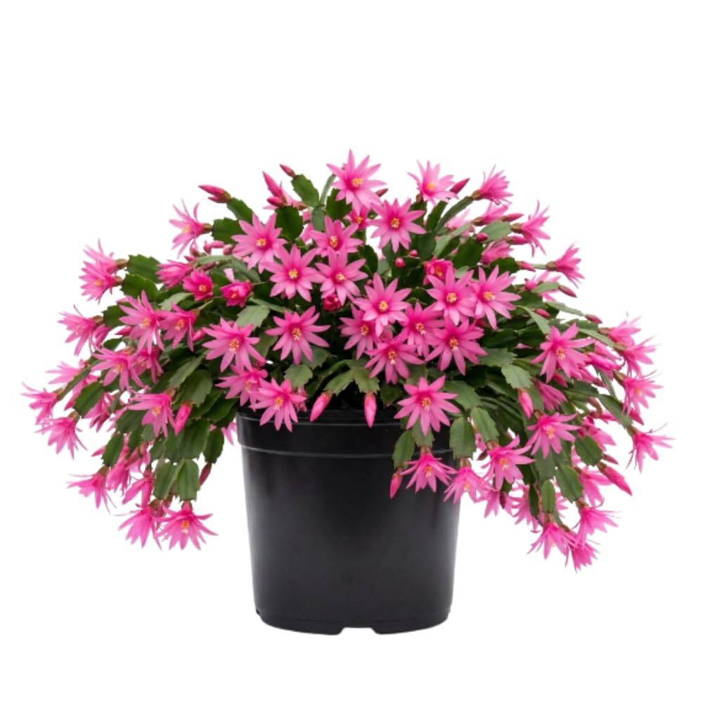 Easter Cactus Plant Live, Pink Easter Cactus, 2 Inches Pot, 3-5 Inches Tall, Indoor Flowering Succulent for Homes, Offices and Container