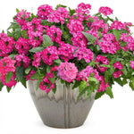 2 Random Verbena Plants Live, Perennial Ground Cover or Trailing Bushes Shrubs, 5-9 Inches Tall, Verbena Flower for Planting