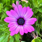Osteospermum Flower Plants Live, Purple Daisy Plant 4 Inc Pot, 4 Small Plant, Purple Osteospermum Plants Live Pot, Perennial Flower Garden Outdoor Planting Indoor