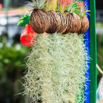 Live Spanish Moss Plant 10” Tall Clump, Air Plant for Home Decoration, Terrariums and Outdoor Planting
