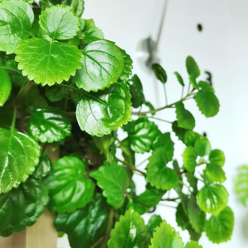 Swedish Ivy Plant Live for Planting Indoor Outdoor, 4 to 6 Inc Height, in 4 Inc Pot, Plectranthus Swedish Ivy Mint Herbs Starter Plants (Green Swedish Ivy)