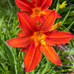 Set 10 Orange Daylily Bulbs for Planting, Hardy Perennial Lily Roots for Colorful Summer Blooms