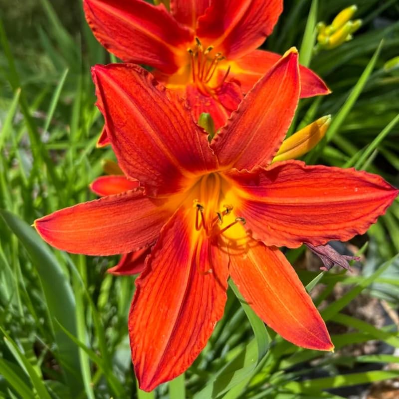 Set 10 Orange Daylily Bulbs for Planting, Hardy Perennial Lily Roots for Colorful Summer Blooms