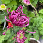 Chrysanthemum Flower Plant, Pink Mums Plant Live, 5 to 7 Inc Tall Chrysanthemum Plants Live for Gardening Outdoor Indoor, Growing Planting Mum Live Plant