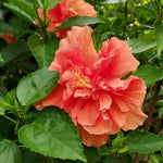 2 Double Orange Hibiscus Trees Live Plant, Hardy Hibiscus Plants Live, 5 to 7Inc, Hibiscus Shrub Gardening